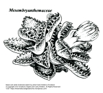 “Mesembryanthemaceae” botanical illustration by artist Carla Wolters of Holland